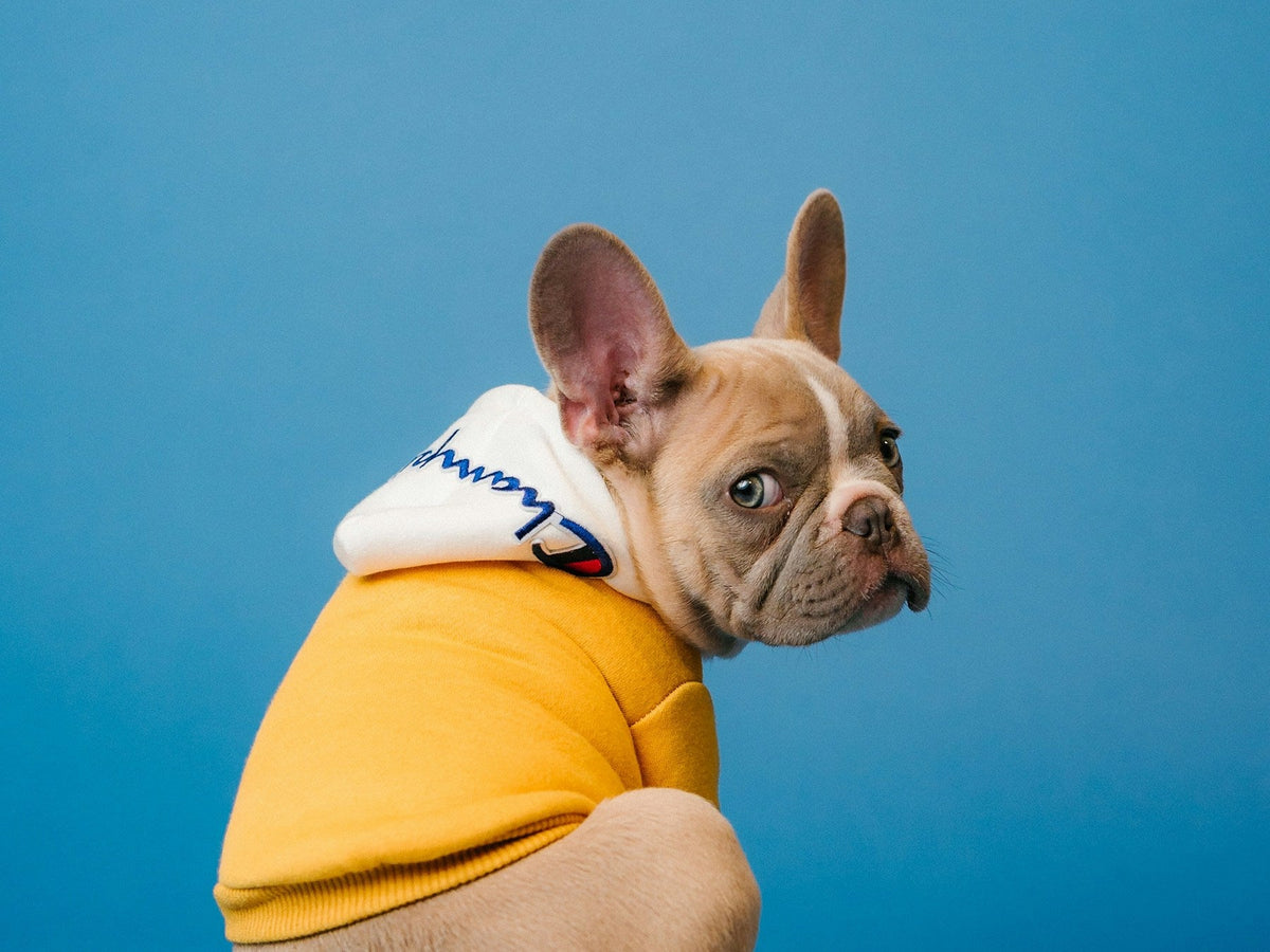 Dog portrait for the Pet Care collection.